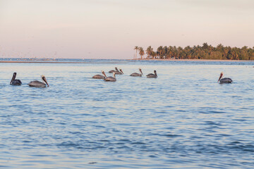 Naklejka premium Wonderful view of the sea with pelicans and another birds in Paradise Beach Paraíso Villahermosa ,Tabasco, Mexico.