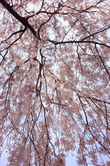 枝垂桜