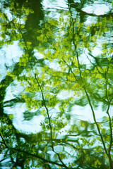 水面に映る新緑