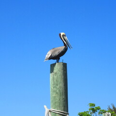 pelican on a post