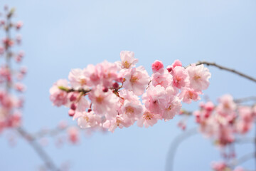 枝垂桜