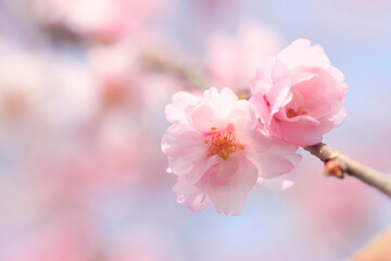 Obraz premium 枝垂桜