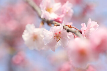 枝垂桜