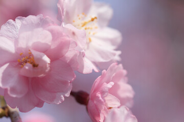 Fototapeta na wymiar 枝垂桜