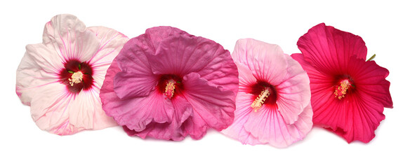Collection hibiscus head flower grade Fireball, Kopper King, Plum Crazy and Cherry Cheesecake isolated on white background