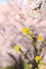 菜の花と桜