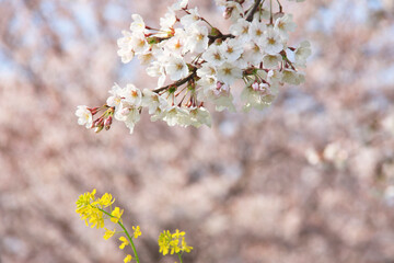 Obraz premium 菜の花と桜