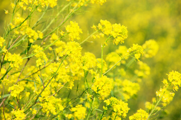 Obraz premium ナノハナ