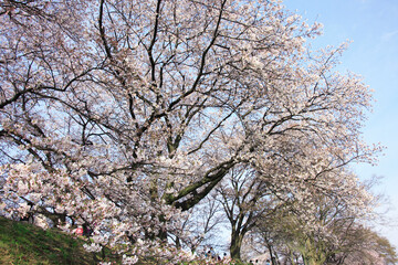 Fototapeta premium 桜