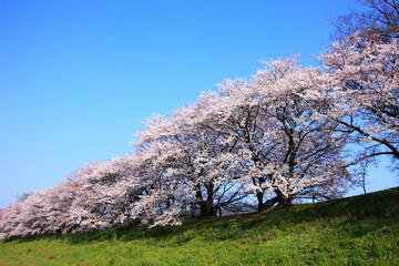 Naklejka premium 桜