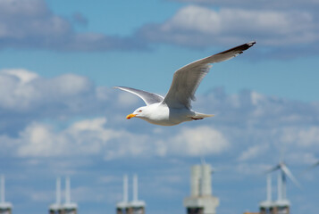 Fototapeta premium mouette