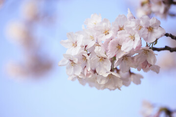 桜クローズアップ