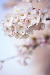 桜クローズアップ