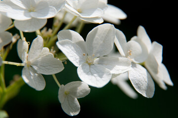 Fototapeta na wymiar fleur blanc