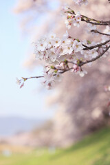 桜クローズアップ