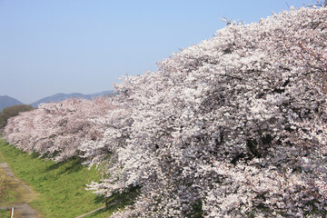 桜