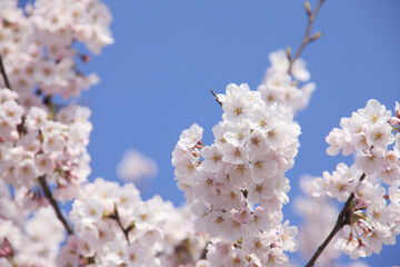 桜クローズアップ