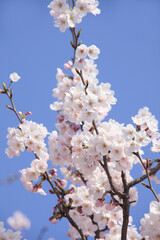 桜クローズアップ