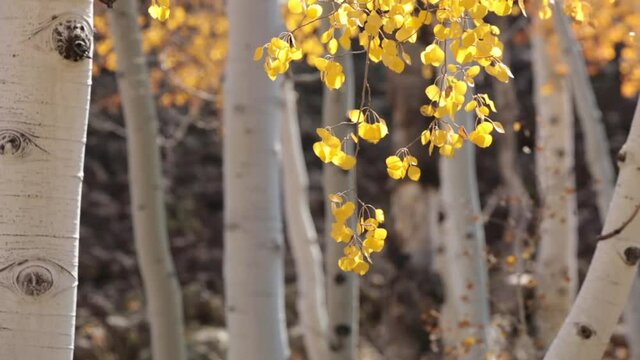 Autumn gold aspen leaves shake on the ends of the branches as they sway in the wind. As the breeze picks up some of the leaves fall off and are carried away.