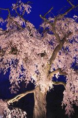 円山公園の枝垂れ桜
