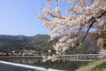 Obraz premium 春の嵐山