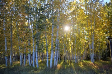 Aspen Forest Highlighted by Autumn Sun