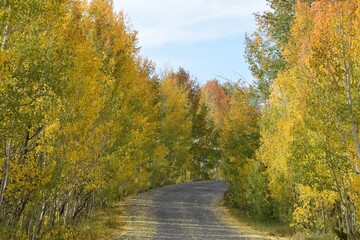 Obraz premium Autumn Trees Beside Curved Road