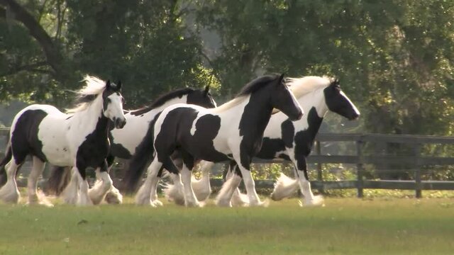 Group of 4 Gypsy Horse mares running in large paddock.