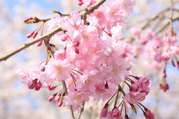 枝垂れ桜