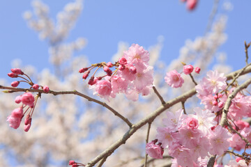 枝垂れ桜