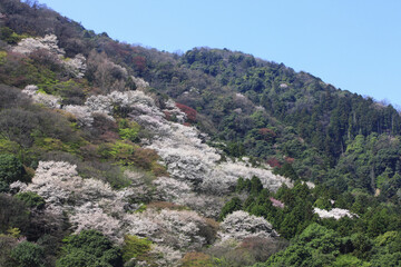 Fototapeta na wymiar 春の嵐山