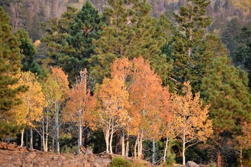 Fall Colors with Green Trees Background