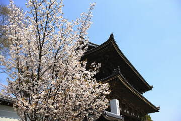 Fototapeta premium 二和寺と桜
