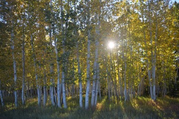 Thick Aspen Trees Warm to Sun's Rays