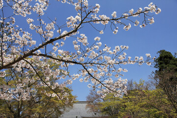 二和寺と桜