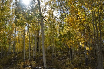 Obraz premium Thick Forest Illuminated by Sun Rays
