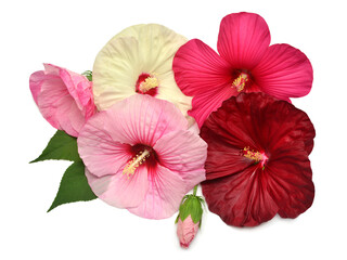 Collection hibiscus head flower grade Fireball, Kopper King, Old Yella and Robert Fleming isolated on white background