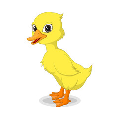 Cute baby duckling isolated on white background