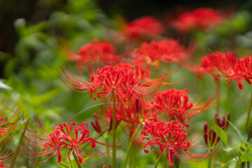 群生している彼岸花