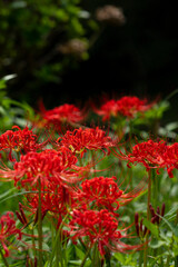 群生している彼岸花