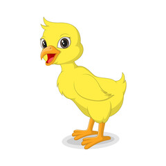 Cute baby duckling isolated on white background