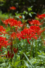 群生している彼岸花