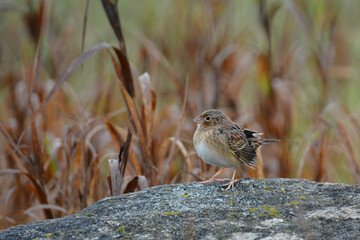 Grasshopper Sparrow sits perched on a rock