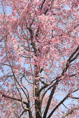 枝垂桜