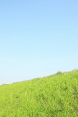 草と青空