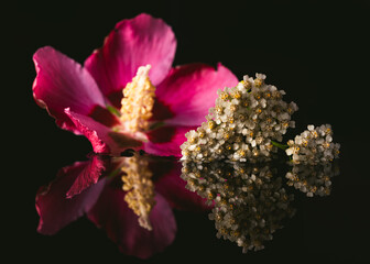 A white and a purple flower reflect on a black surface in front of a black background