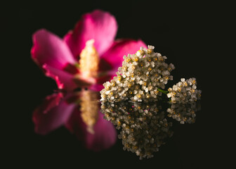 A white and a purple flower reflect on a black surface in front of a black background