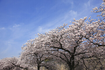 Naklejka premium 大阪城の桜