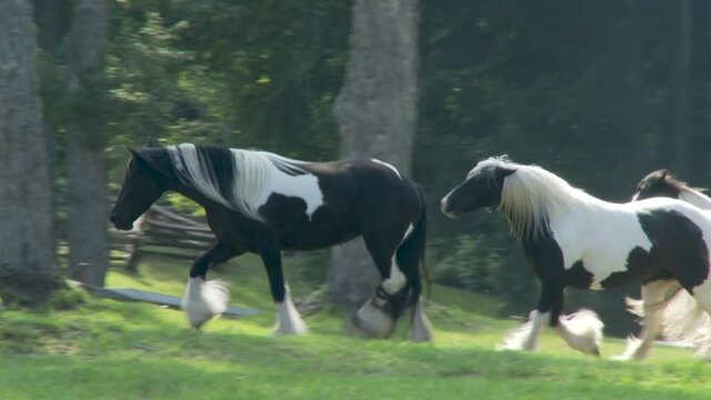 Stillwater Farm mare horses run