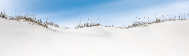 Panorama of snow covered sand dunes with sea grass.